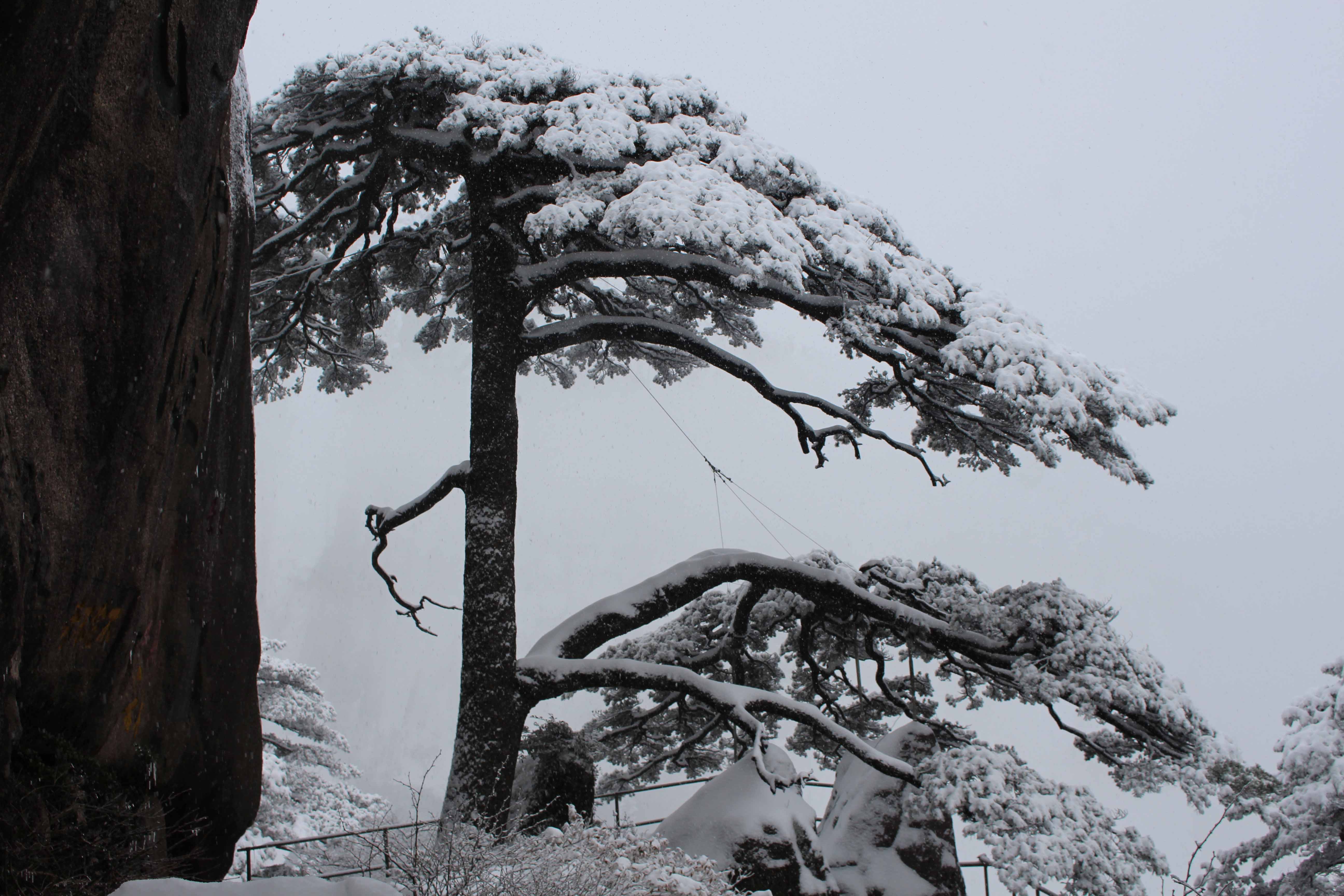 雪中的黄山迎客松