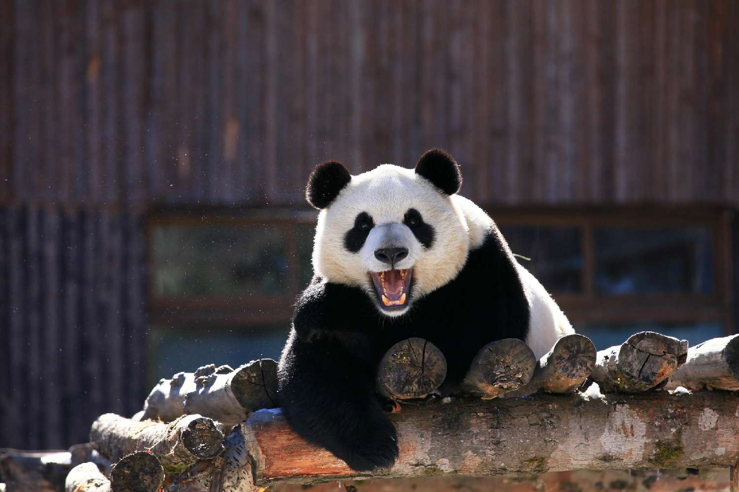 (资料图)大熊猫国家公园四川九寨沟园区，中国大熊猫保护研究中心的大熊猫沐浴在阳光下。中新社发何胜山摄