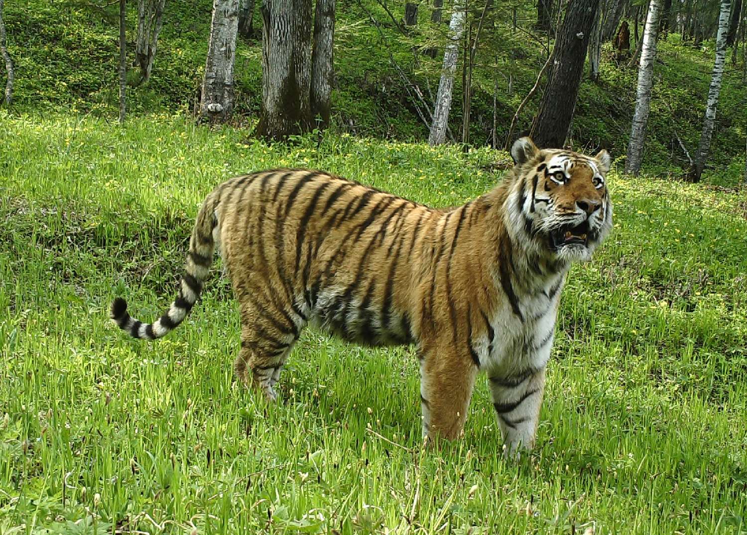 (资料图)远红外相机拍摄的东北虎。中新社发东北虎豹国家公园管理局供图